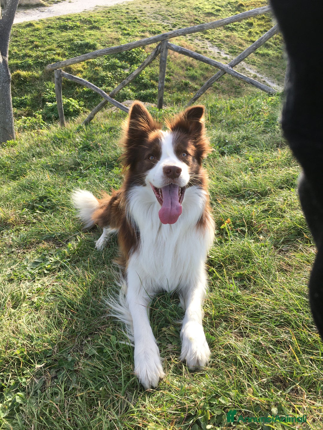 Border Collie cani per accoppiamento: Zazzy  - Annuncio 1