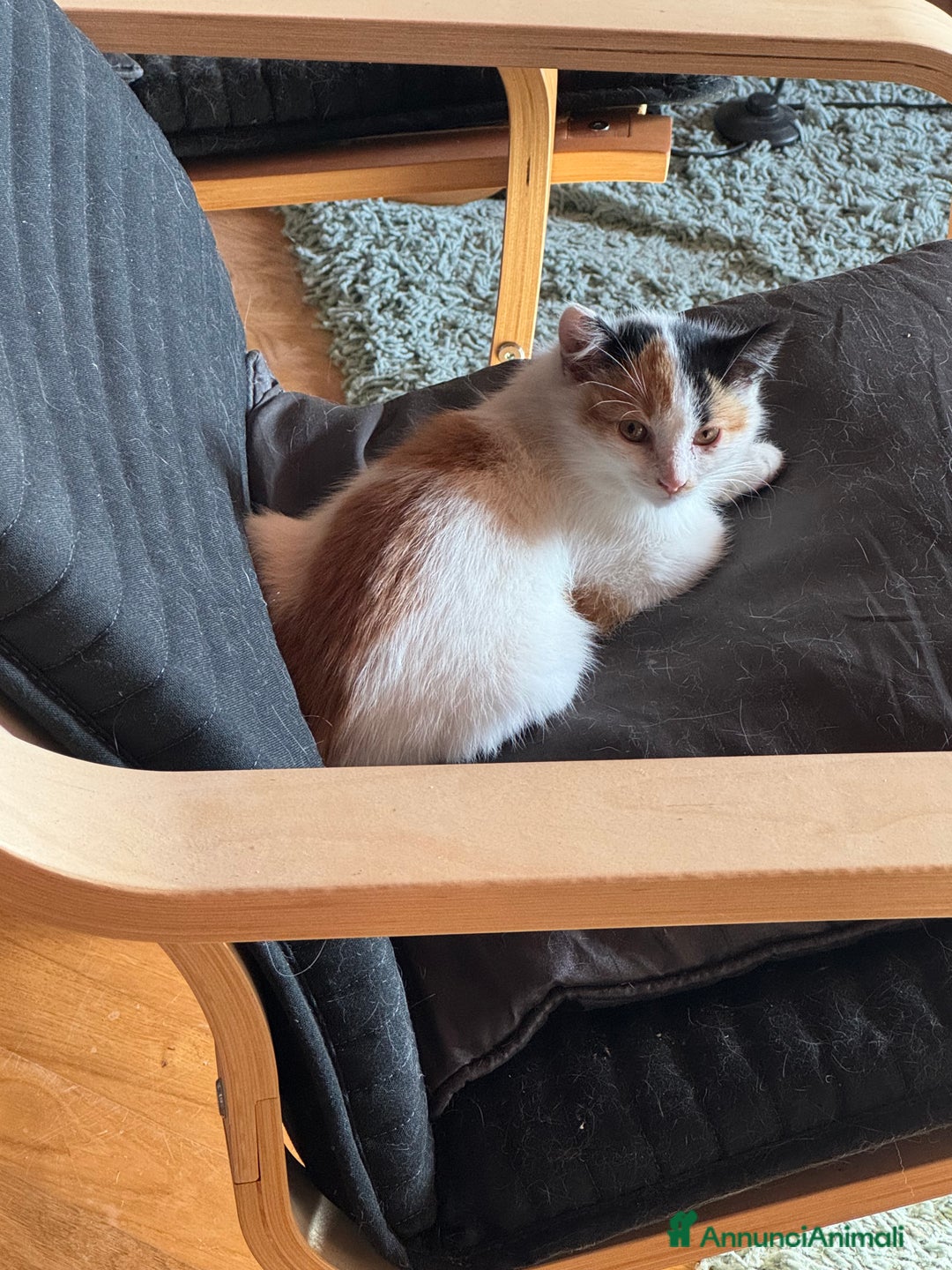 Altre razze gatti in regalo: Gattini di campagna - Annuncio 2