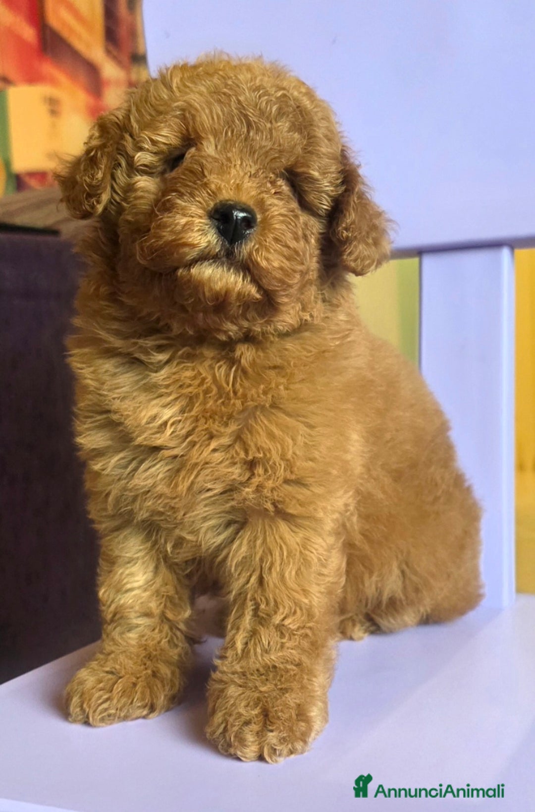 Barboncino Toy cani in vendita: Barboncino  - Annuncio 3