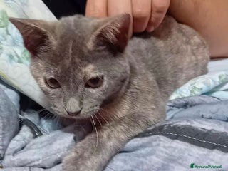 Meticcio gatti LA SPLENDIDS TEMPESTA - Annuncio 2