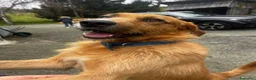 Meticcio cani in regalo: Rick  - Annuncio 3