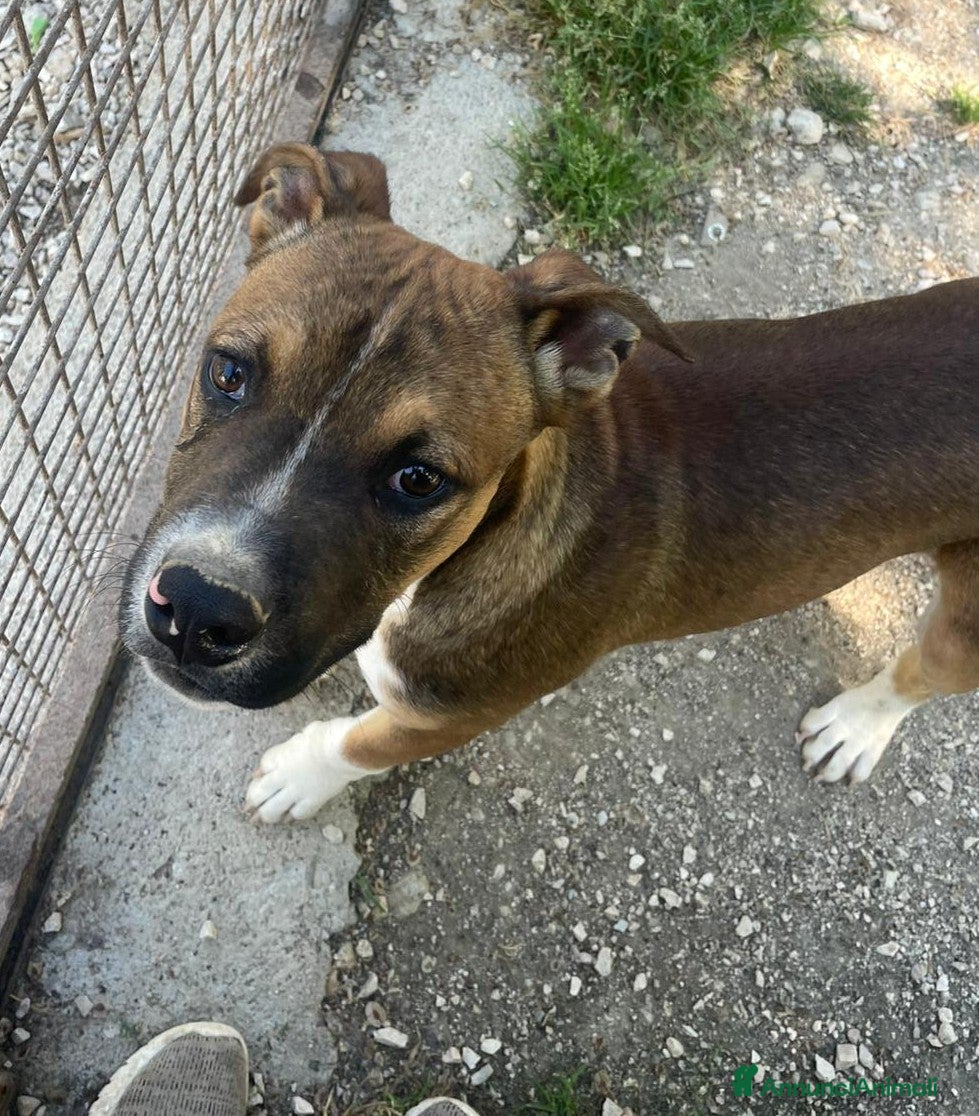 Meticcio cani CIOCCOLATO ASPETTA TE - Annuncio 2