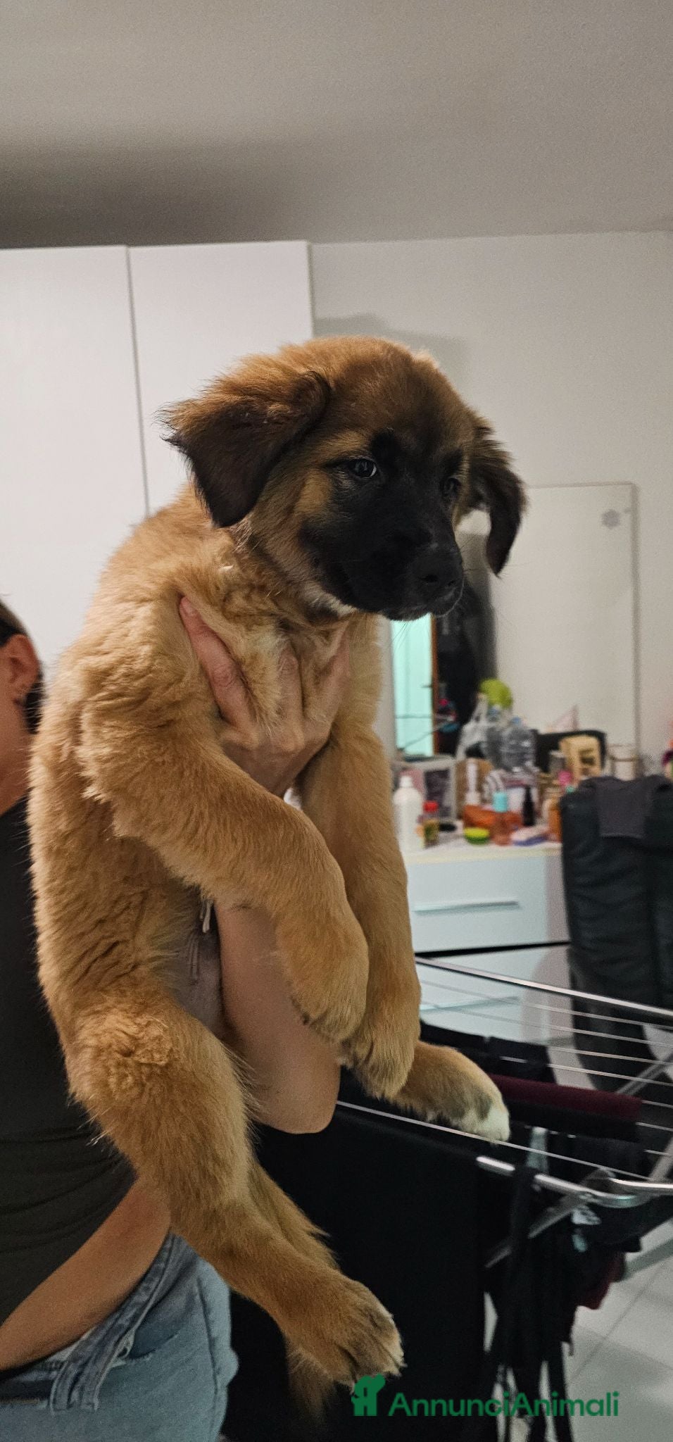 Meticcio cani 5 cuccioli in regalo - Annuncio 33