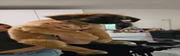 Meticcio cani in regalo: 5 cuccioli in regalo - Annuncio 1