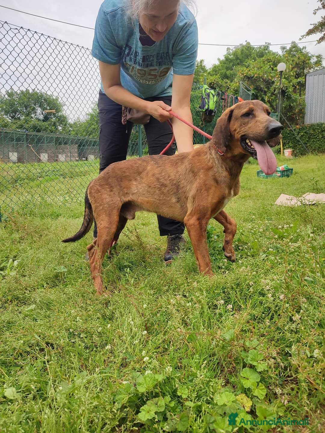 Segugio cani in regalo: Snoopy a Provincia di Viterbo - Annuncio 2