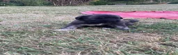 Pastore del Caucaso cani in vendita: Cuccioli di pastore del caucaso  - Annuncio 4