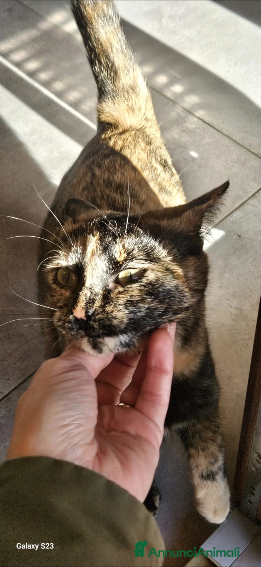 Meticcio gatti in regalo: Chloe a Provincia di Asti - Annuncio 1