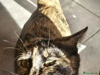 Meticcio gatti Chloe - Annuncio 24