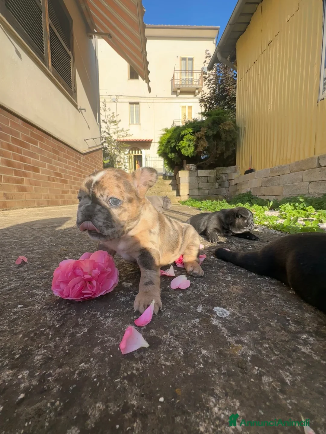 Bulldog Francese cani in vendita: bulldog francese  - Annuncio 13