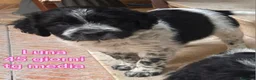 Meticcio cani in regalo: Cuccioli tenerissimi senza casa  a Provincia di Modena - Annuncio 1