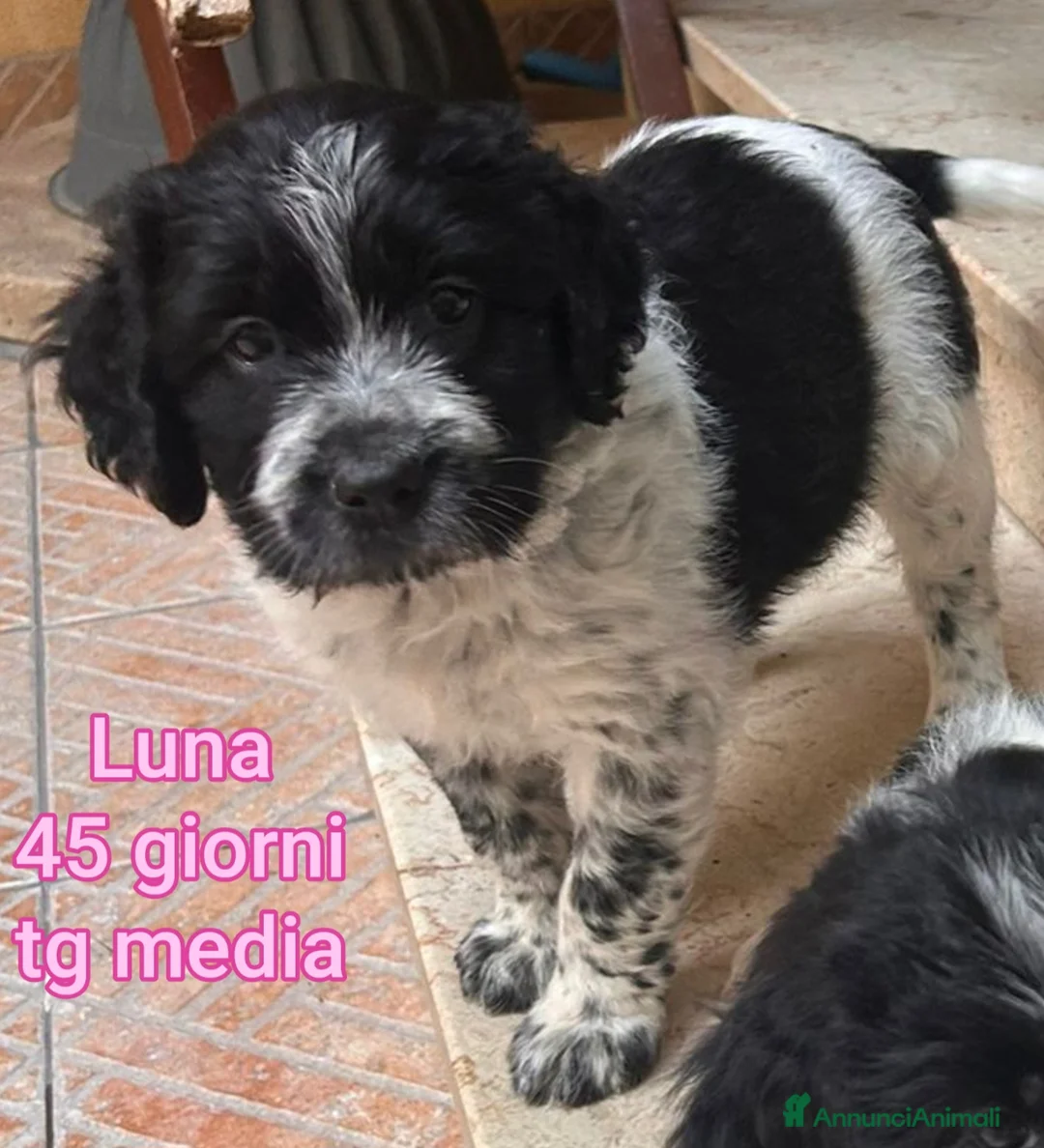 Meticcio cani in regalo: Cuccioli tenerissimi senza casa  a Provincia di Modena - Annuncio 1