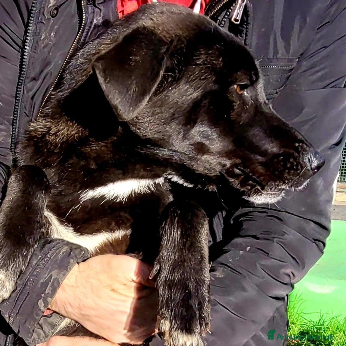 Meticcio cani BIBBI' il cagnolino rubacuori💜 - Annuncio 2