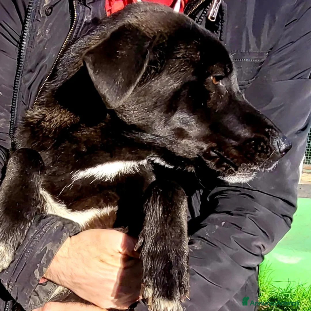 Meticcio cani in regalo: BIBBI' il cagnolino rubacuori💜 - Annuncio 2