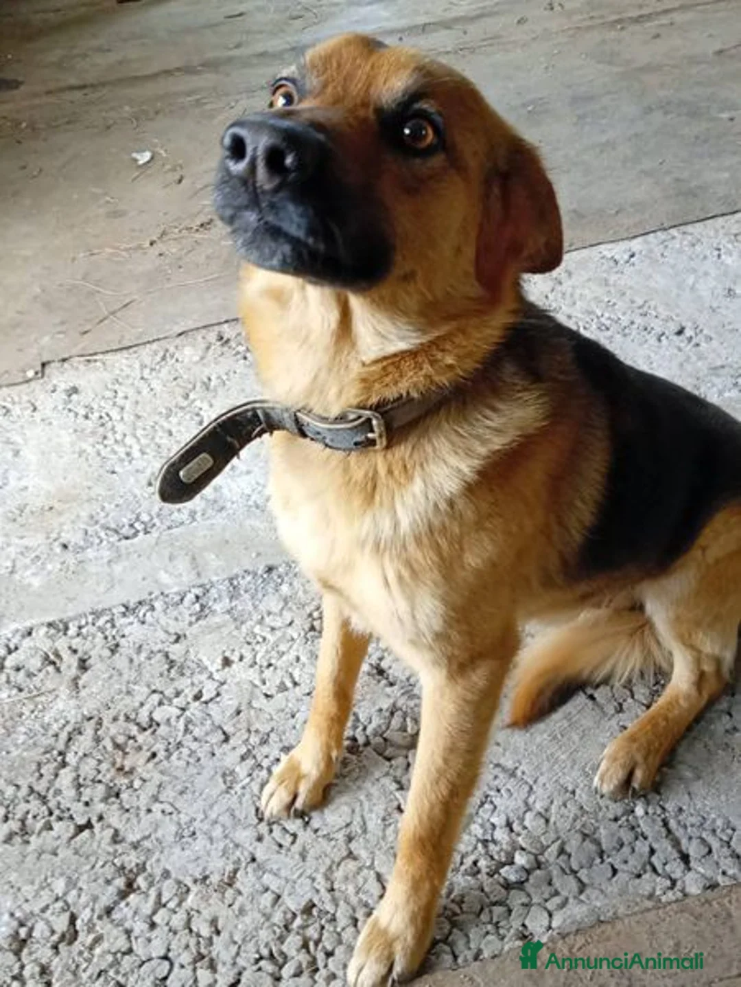 Pastore Tedesco cani in regalo: Rex, pastorello in miniatura a Provincia di Latina - Annuncio 5