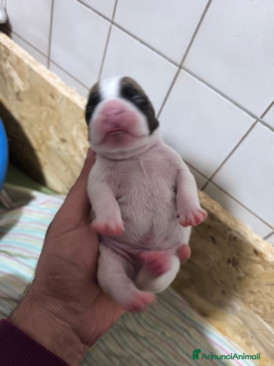 Bulldog Francese cani in vendita: Bulldog francese  - Annuncio 4