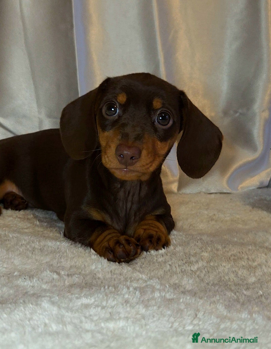 Bassotto cani Bassotta chocolate - Annuncio 2