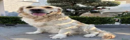 Golden Retriever cani in vendita: Cuccioli di Golden retriever  - Annuncio 1