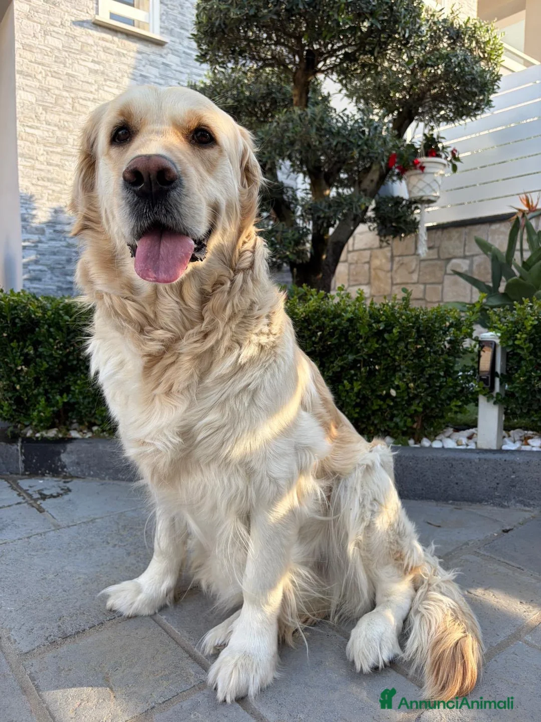 Golden Retriever cani in vendita: Cuccioli di Golden retriever  - Annuncio 1