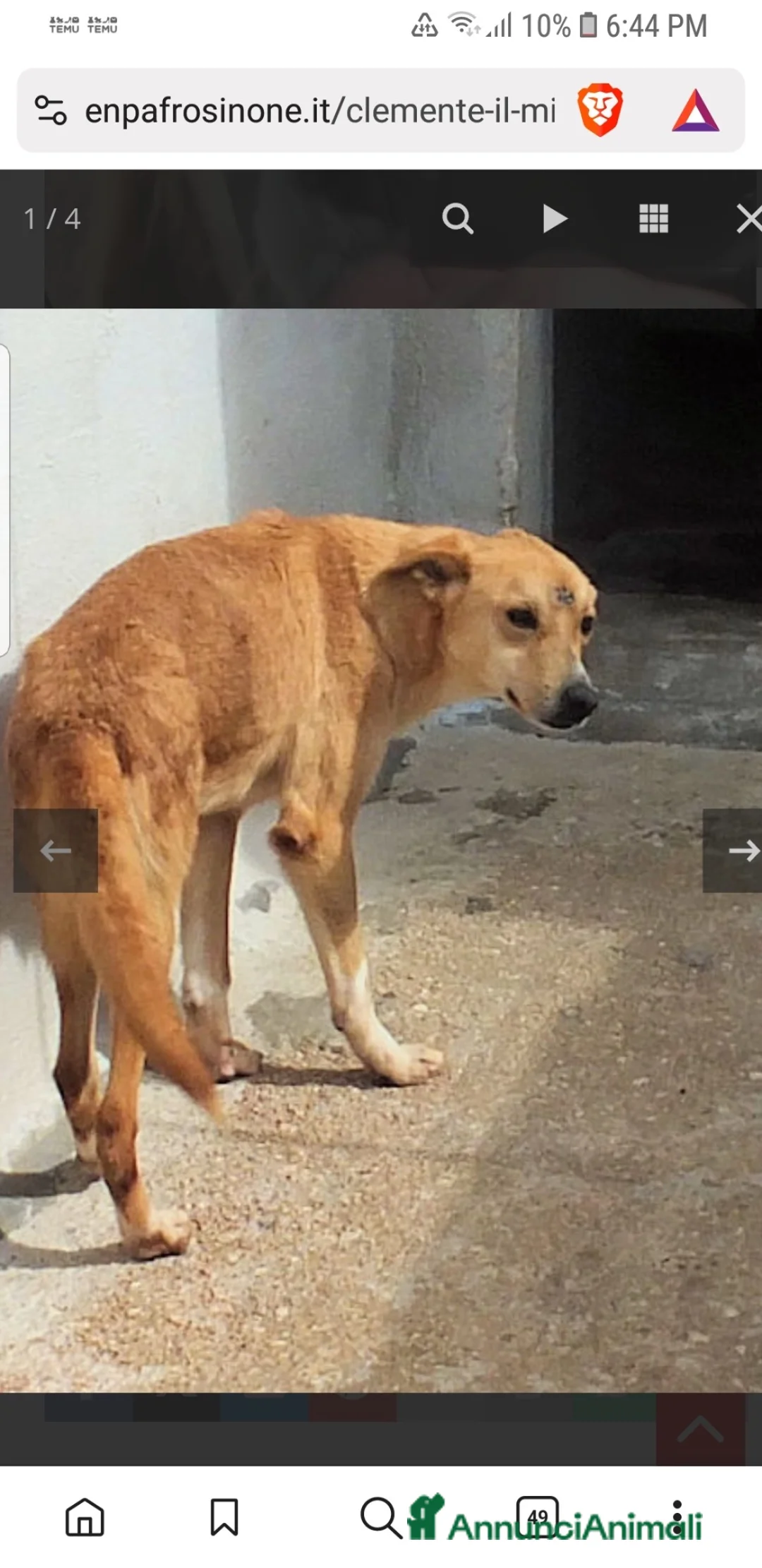 Meticcio cani in regalo: ADO.💔:3anni,quasi tt in box, salvo x mirac.dafung - Annuncio 9