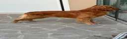 Golden Retriever cani in vendita: Cuccioli di golden retriever  - Annuncio 4
