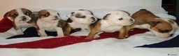 Bulldog cani in vendita: Nuovi cuccioli Menola's Bulls  - Annuncio 2