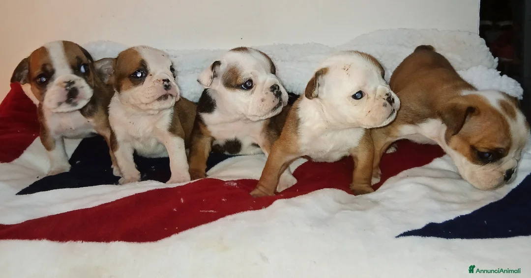 Bulldog cani in vendita: Nuovi cuccioli Menola's Bulls  - Annuncio 2