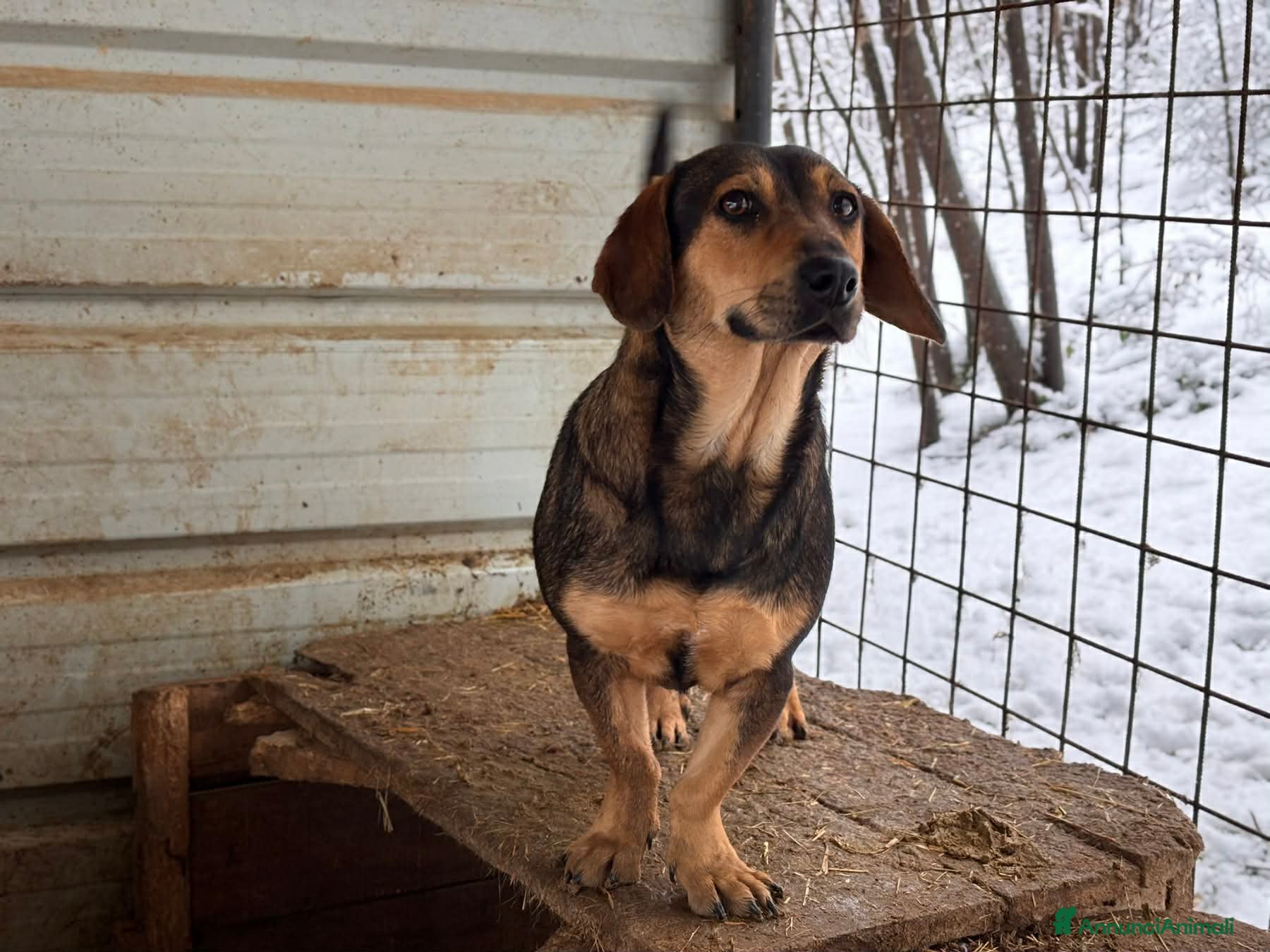 Meticcio cani OLIVE, tenera cagnolina ZAMPA CORTA! - Annuncio 2