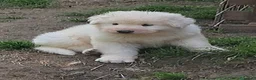 Pastore Abbruzzese Maremmano cani in vendita: Cuccioli di pastore Abruzzese Maremmano  - Annuncio 10