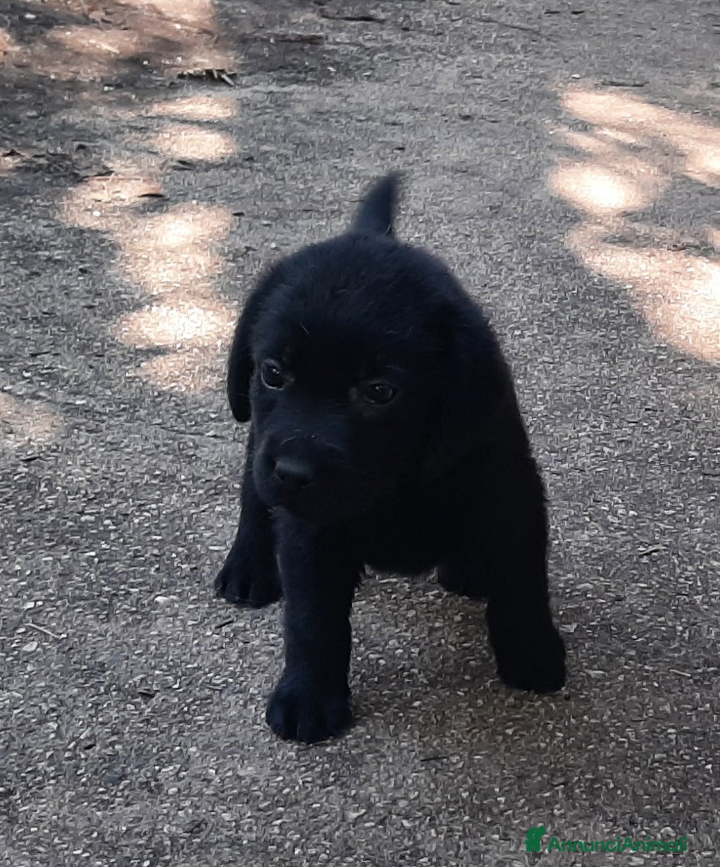 Labrador cani Cuccioli di labrador neri - Annuncio 1