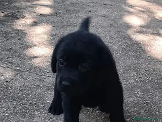 Labrador cani Cuccioli di labrador neri - Annuncio 1