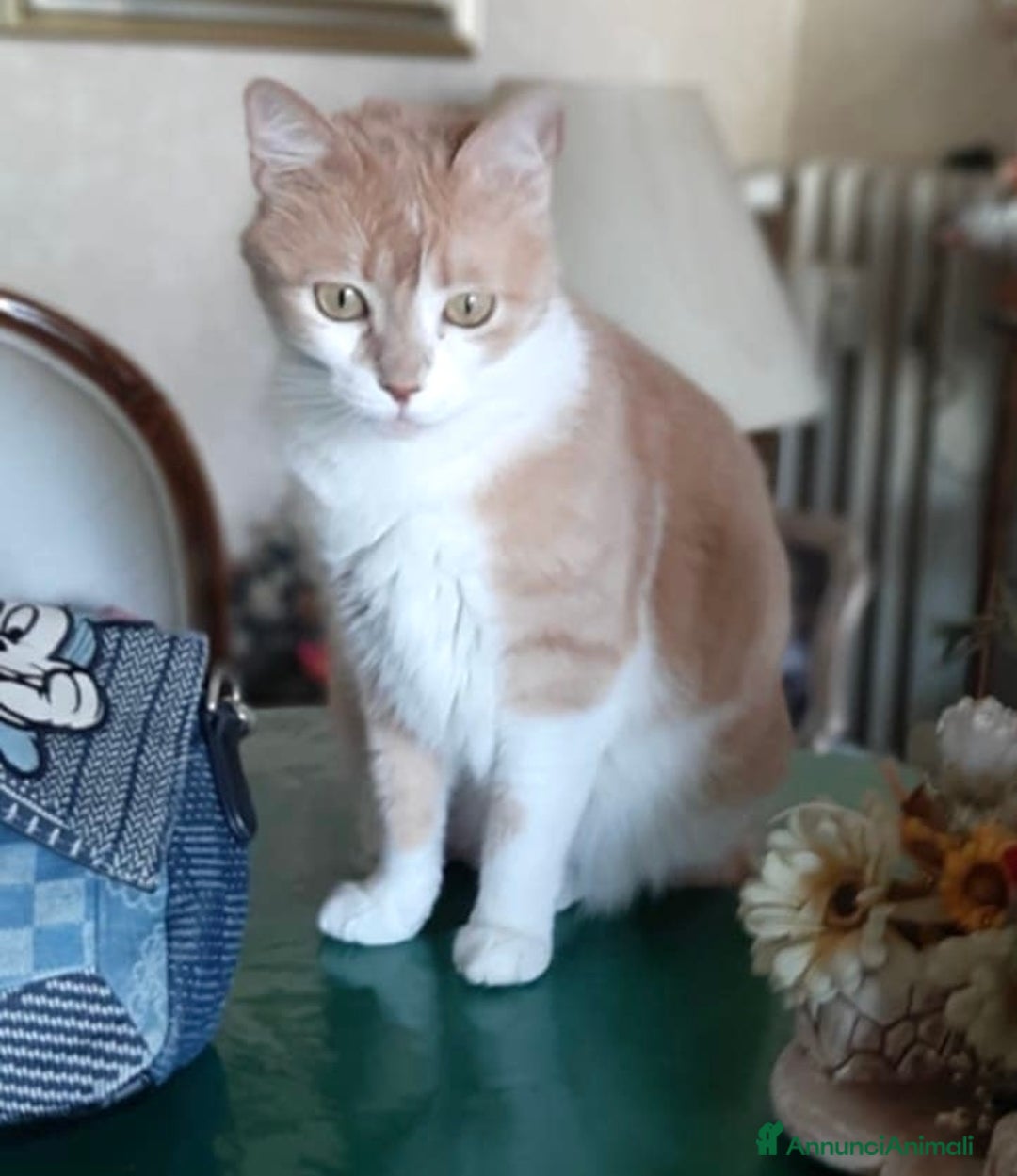 Europeo gatti in regalo: Gattine 2 anni rimaste sole - Annuncio 3