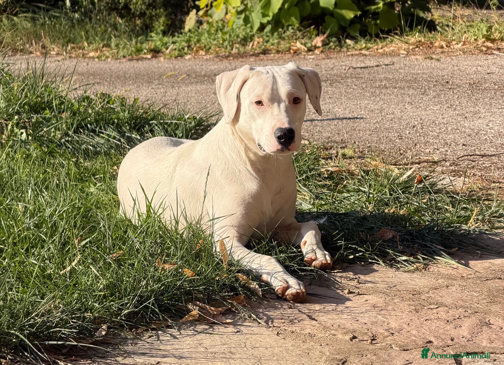 Meticcio cani in regalo: Alice - Annuncio 4