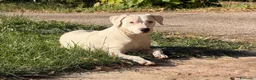 Meticcio cani in regalo: Alice - Annuncio 1