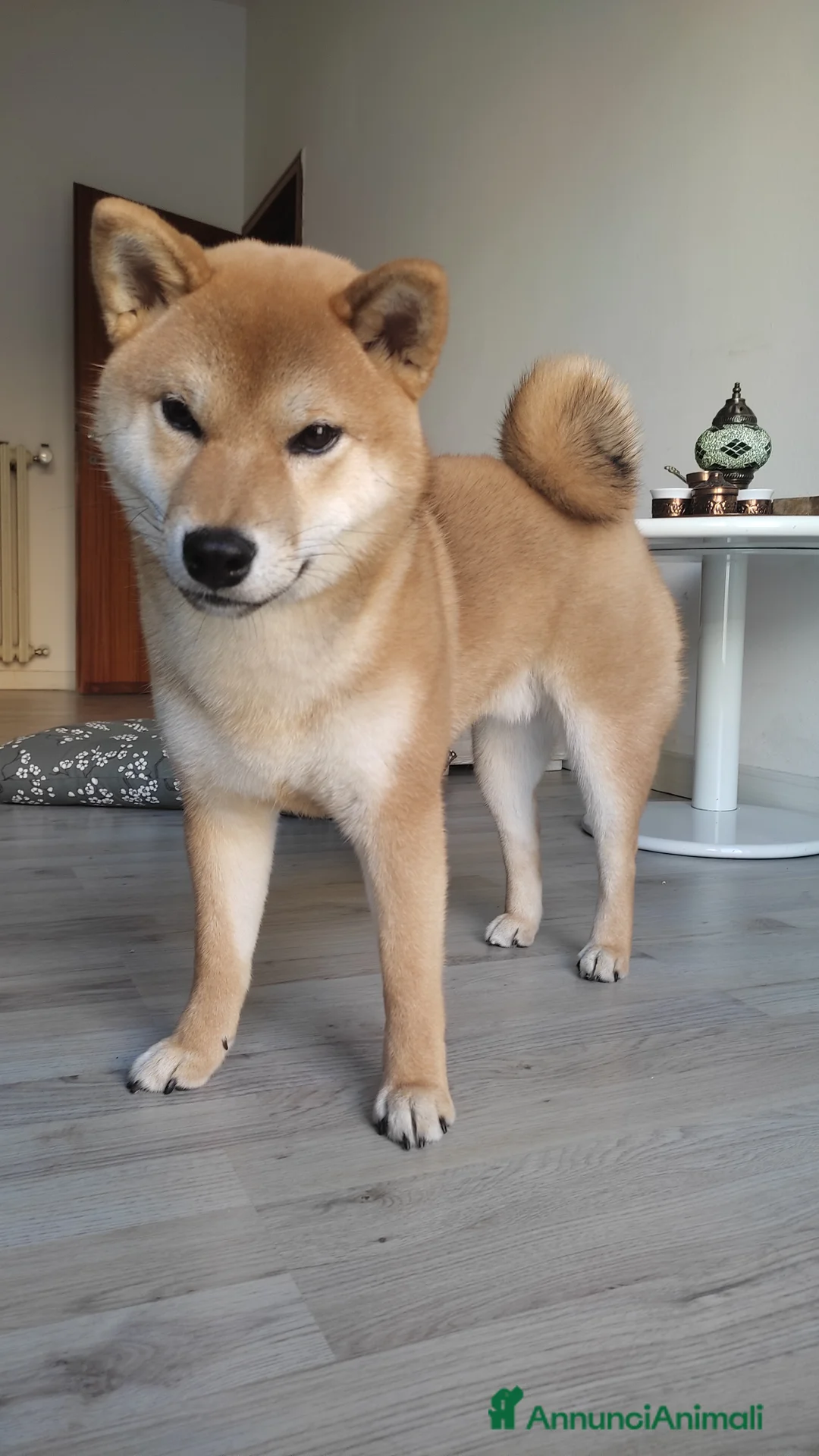 Shiba Inu cani per accoppiamento: Shiba Inu disponibile per monta a Provincia di Modena - Annuncio 2