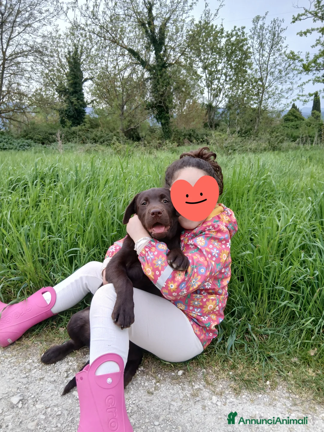 Labrador cani in vendita: Cucciola Labrador Chocolate - Annuncio 2