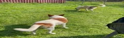 Meticcio cani in regalo: Miche: 2 anni, socievole e affettuoso  - Annuncio 3
