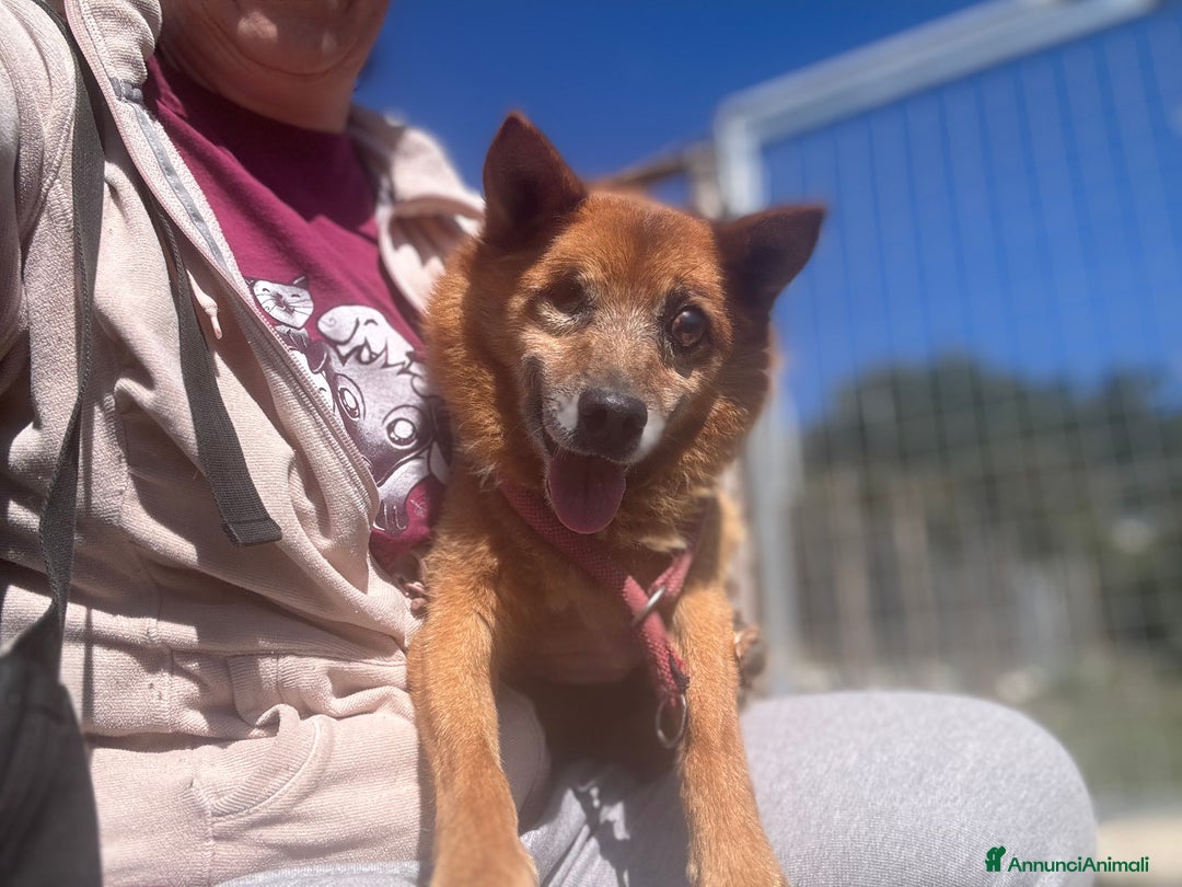 Meticcio cani in regalo: Nonnino cieco in canile, pesa solo 9kg - Annuncio 1