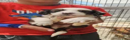 Meticcio cani in regalo: Leo: cucciolo taglia media  - Annuncio 6