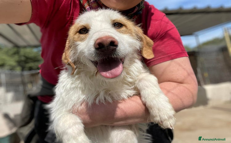 Meticcio cani MINNIE, spinoncina speciale. - Annuncio 20