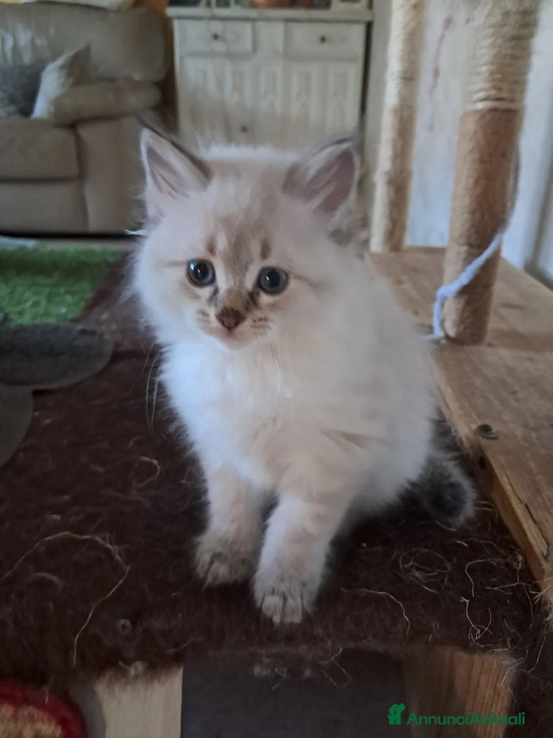 Siberiano gatti in vendita: Gatto simil siberiano neva  - Annuncio 2