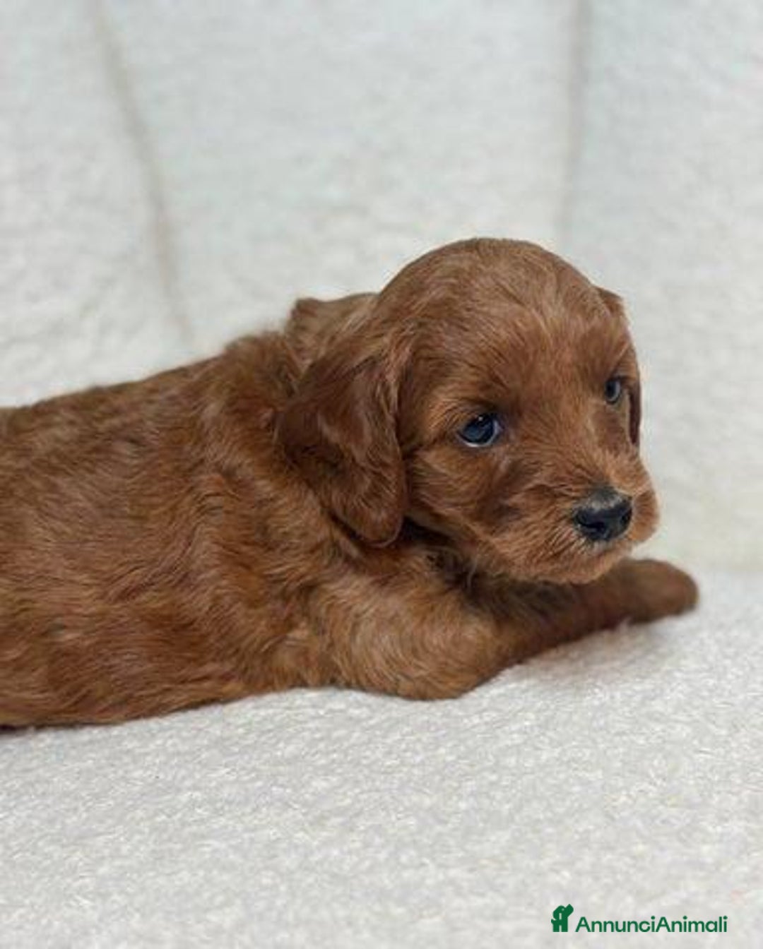 Meticcio cani in vendita: Cuccioli di Mini Goldendoodle F1BB - Annuncio 11