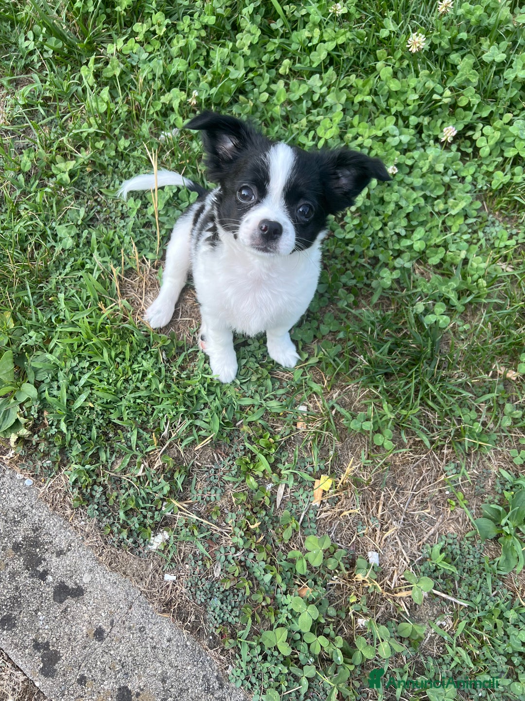 Chihuahua cani in vendita: Femmina pedigree pelo lungo a Provincia di Reggio Emilia - Immagine 2