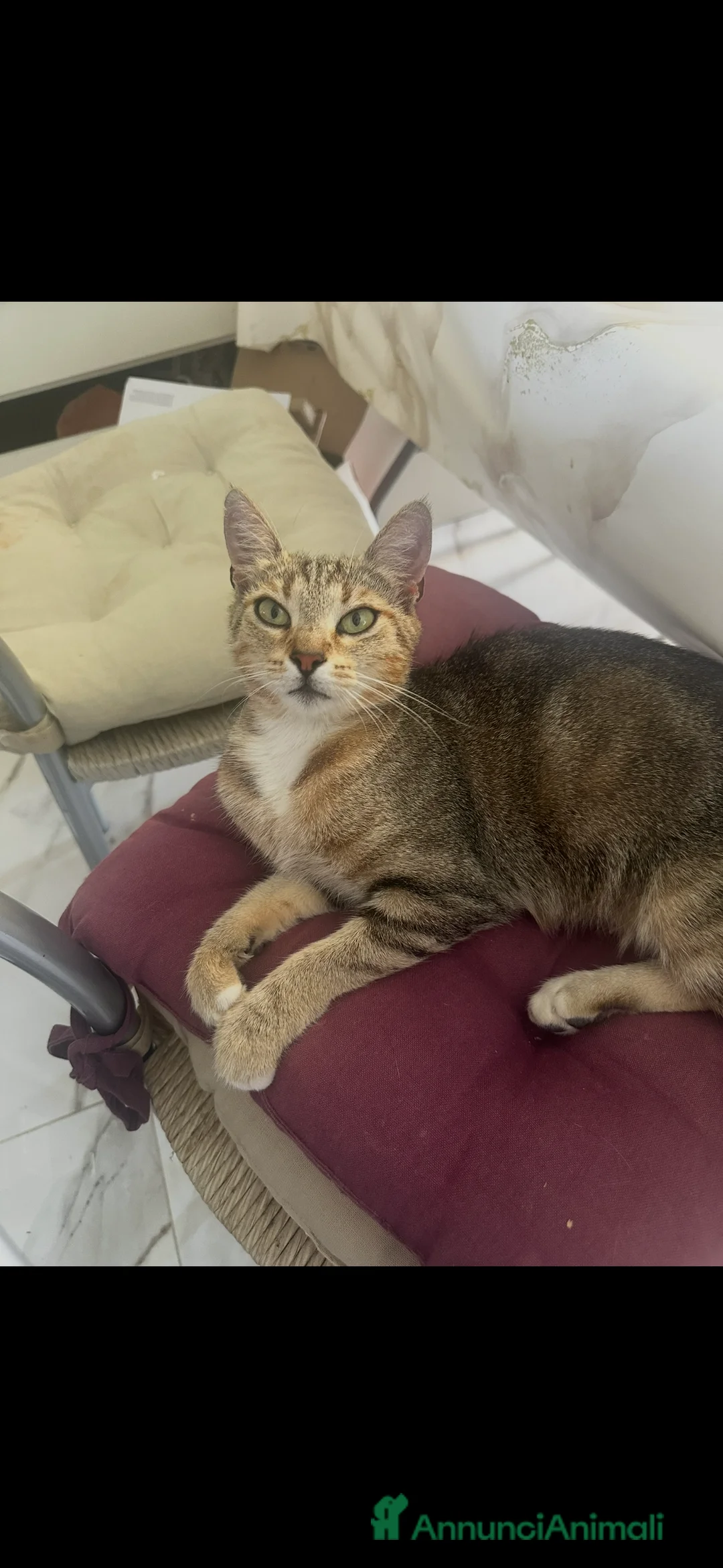 Altre razze gatti in regalo: Gattina dolcissima - Annuncio 2
