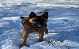 Pastore Belga cani in regalo: Cerco nuova famiglia per Class - Annuncio 3