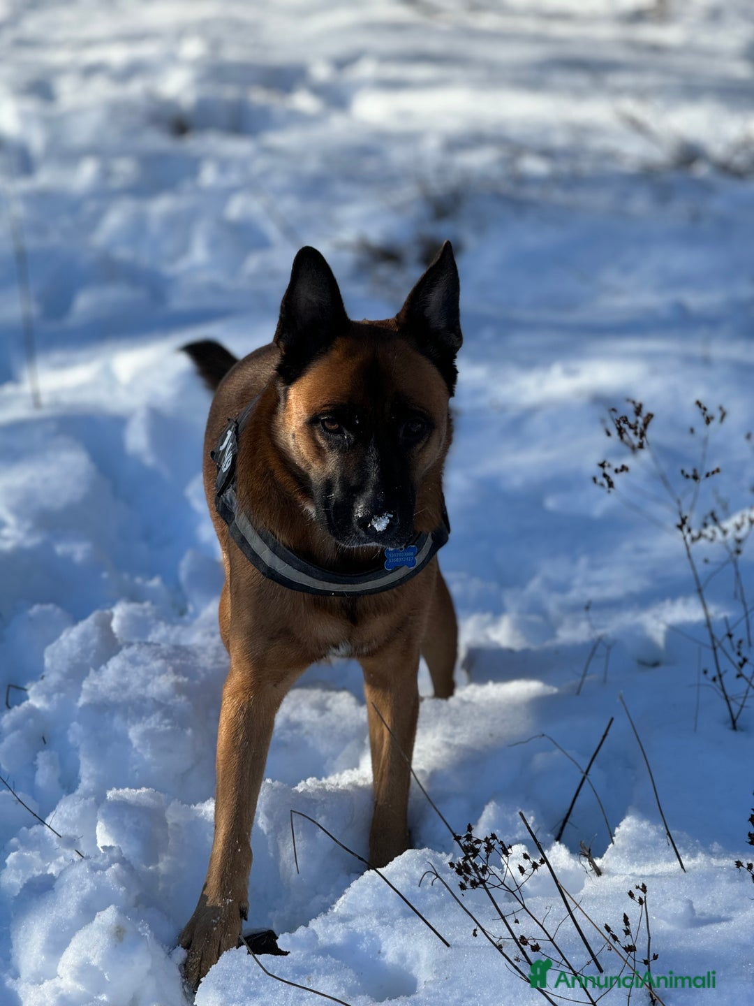 Pastore Belga cani in regalo: Cerco nuova famiglia per Class - Annuncio 3