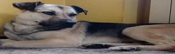 Meticcio cani in regalo: Tanto pastorino 6anni salvato 3anni fa MILANO SOS - Annuncio 4
