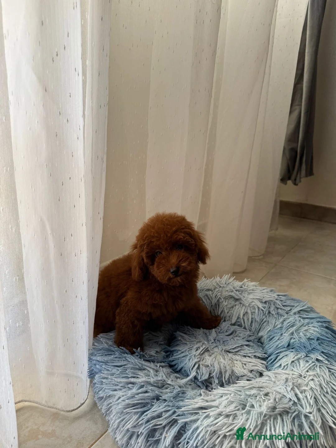 Barboncino Toy cani in vendita: Maschietto barboncino Toy red - Annuncio 2