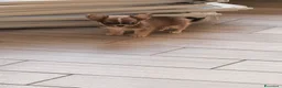 Chihuahua cani in vendita: Cuccioli di chihuahua  - Annuncio 4