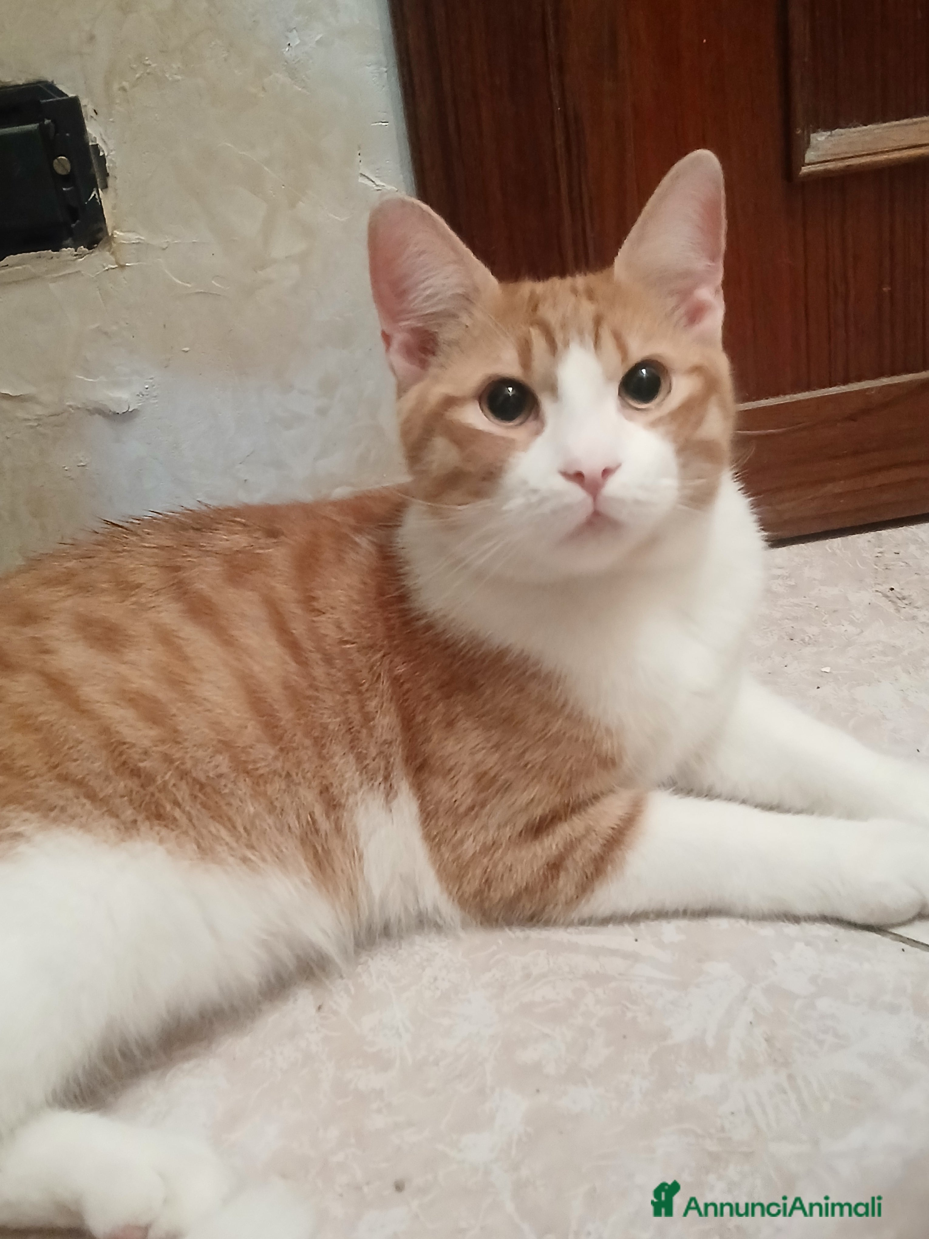 Europeo gatti regalo gatti  - Annuncio 1