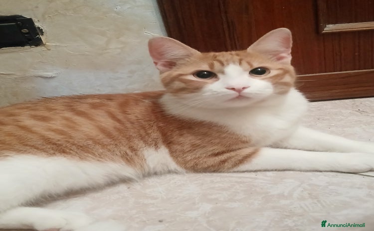 Europeo gatti - Annuncio 2